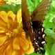 Black Butterfly