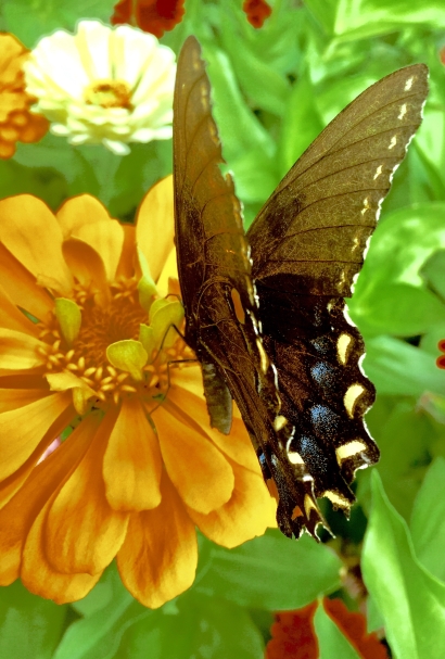 Black Butterfly
