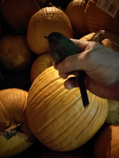Tid bit birdy