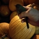 Tid bit birdy