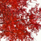 Little Red