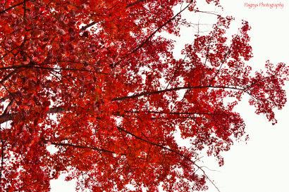 Little Red