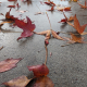 Don't Leaf Me Alone