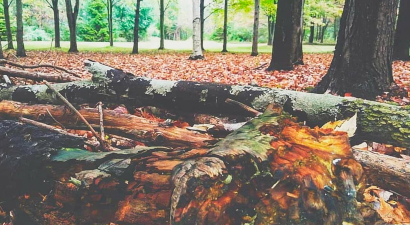 Autumn in the woods