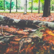 Autumn in the woods