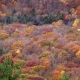 Sea of Trees