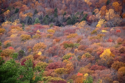 Sea of Trees