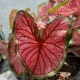 Heart Leaf