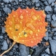 Water leaf