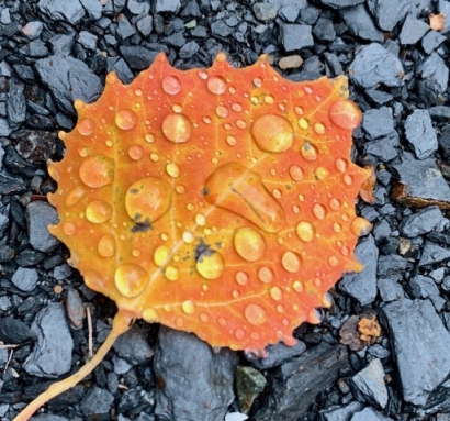 Water leaf