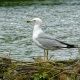 Seagull