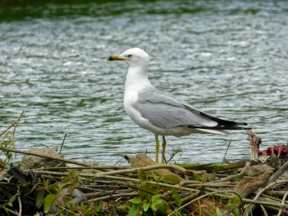 Seagull