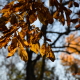 Fall leaves