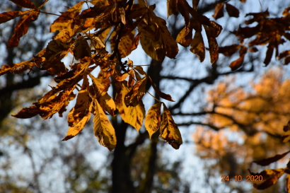 Fall leaves