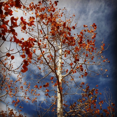 Fall sky