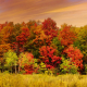 A Kaleidoscope of Color