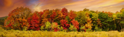 A Kaleidoscope of Color