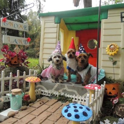Gnome Land