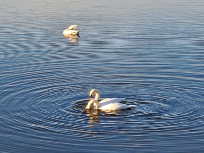 Swans in the lake