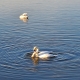 Swans in the lake
