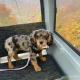 A puppy’s first fall