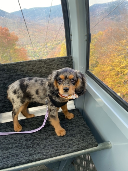 A puppy’s first fall