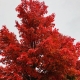 Red Fall Leaves
