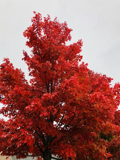 Red Fall Leaves
