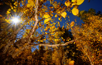 Fall in Himalayas