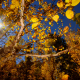Fall in Himalayas