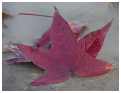 Signs of the season