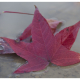 Signs of the season