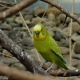 Little finch 