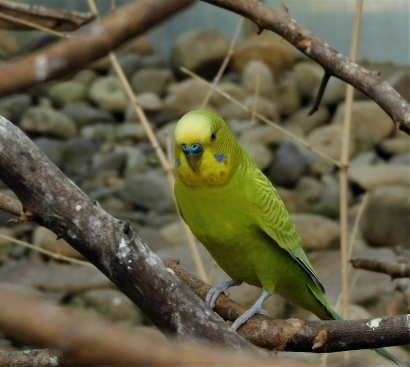 Little finch