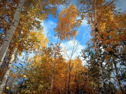 Autumn sky