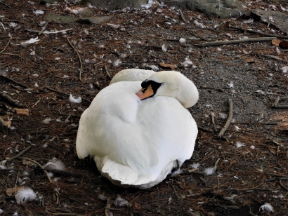 Swan
