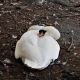 Swan