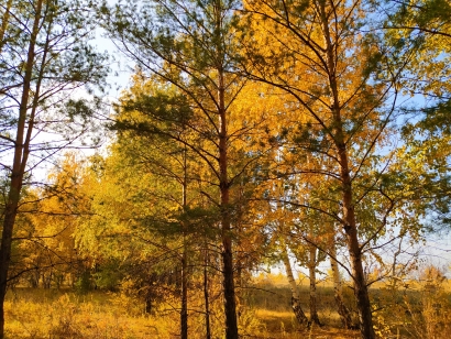 Autumn