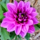 Kathy Rene Thomas