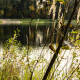 Pond in the autumn forest