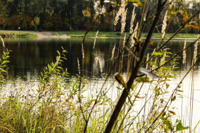 Pond in the autumn forest