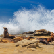 Sea Lions at La Jolla Cove
