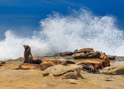 Sea Lions at La Jolla Cove
