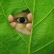 Peeking through the hole