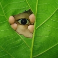 peeking-through-the-hole