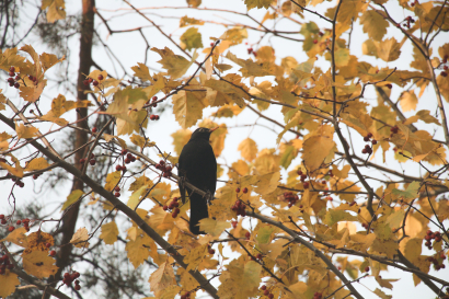 The bird on the rowan