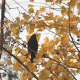 The bird on the rowan