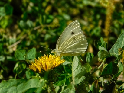 Pieris Rapae Butterfly