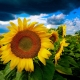 Sunshine & heavy clouds 