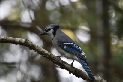 Bluejay
